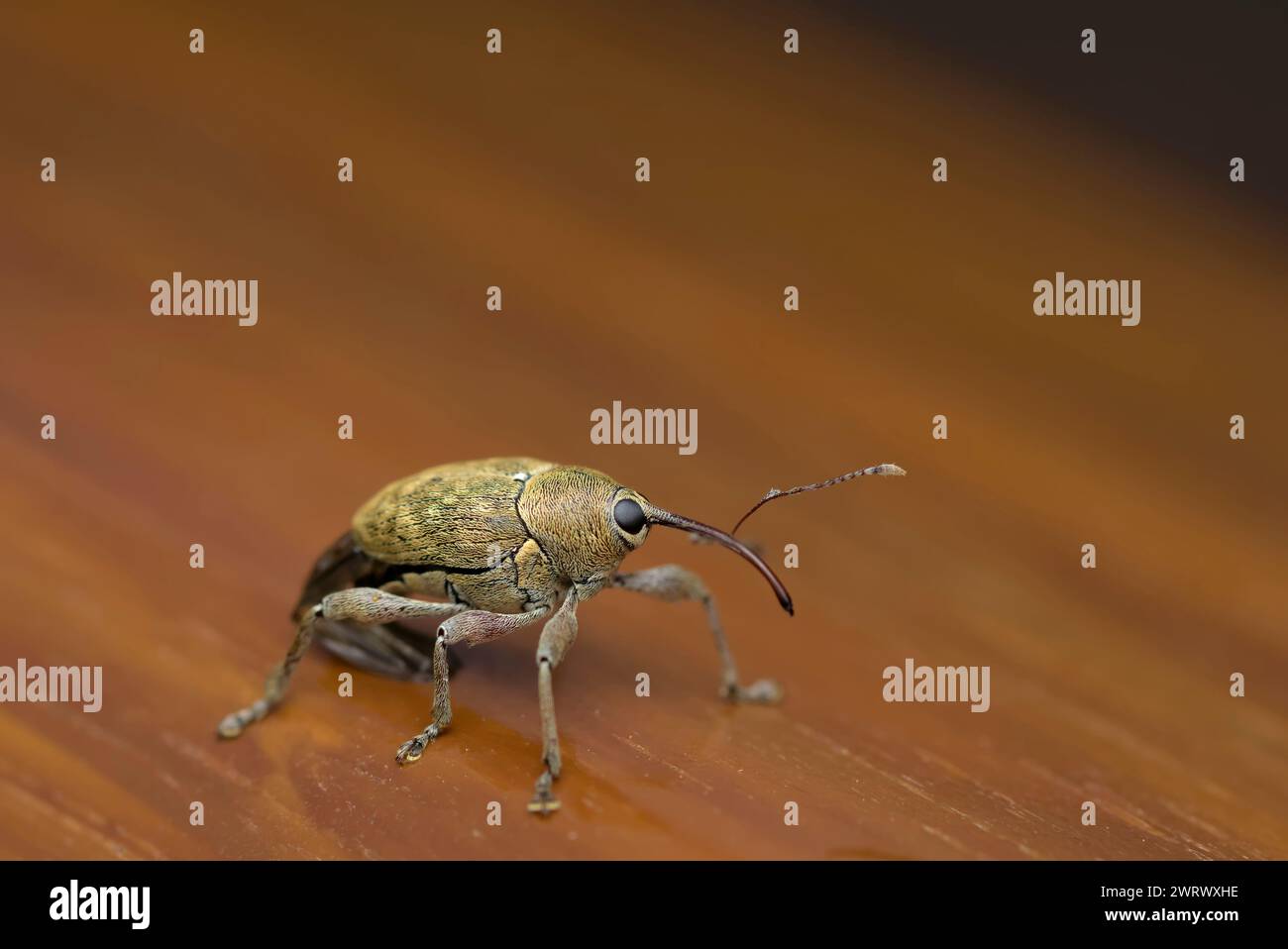 Singolo Snout Weevil (Curculio glandium) su terreno di legno, macro di fotografia di insetti, natura, biodiversità Foto Stock