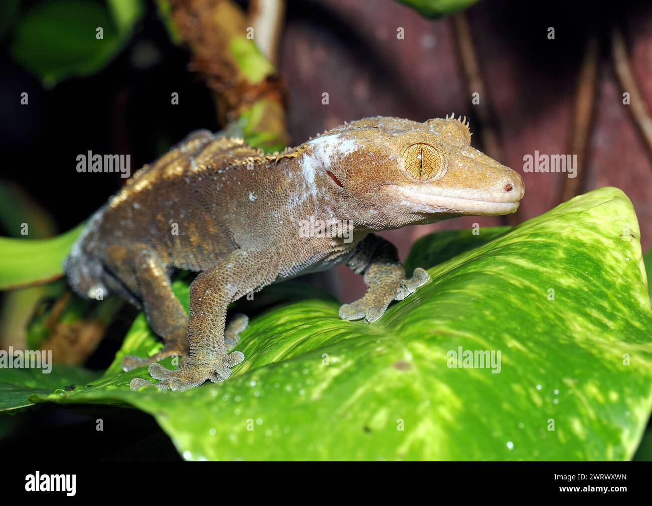 Geco crestato, geco ciglia, Kronengecko, Gecko à crête, Correlophus ciliatus, vitorlásgekkó Foto Stock
