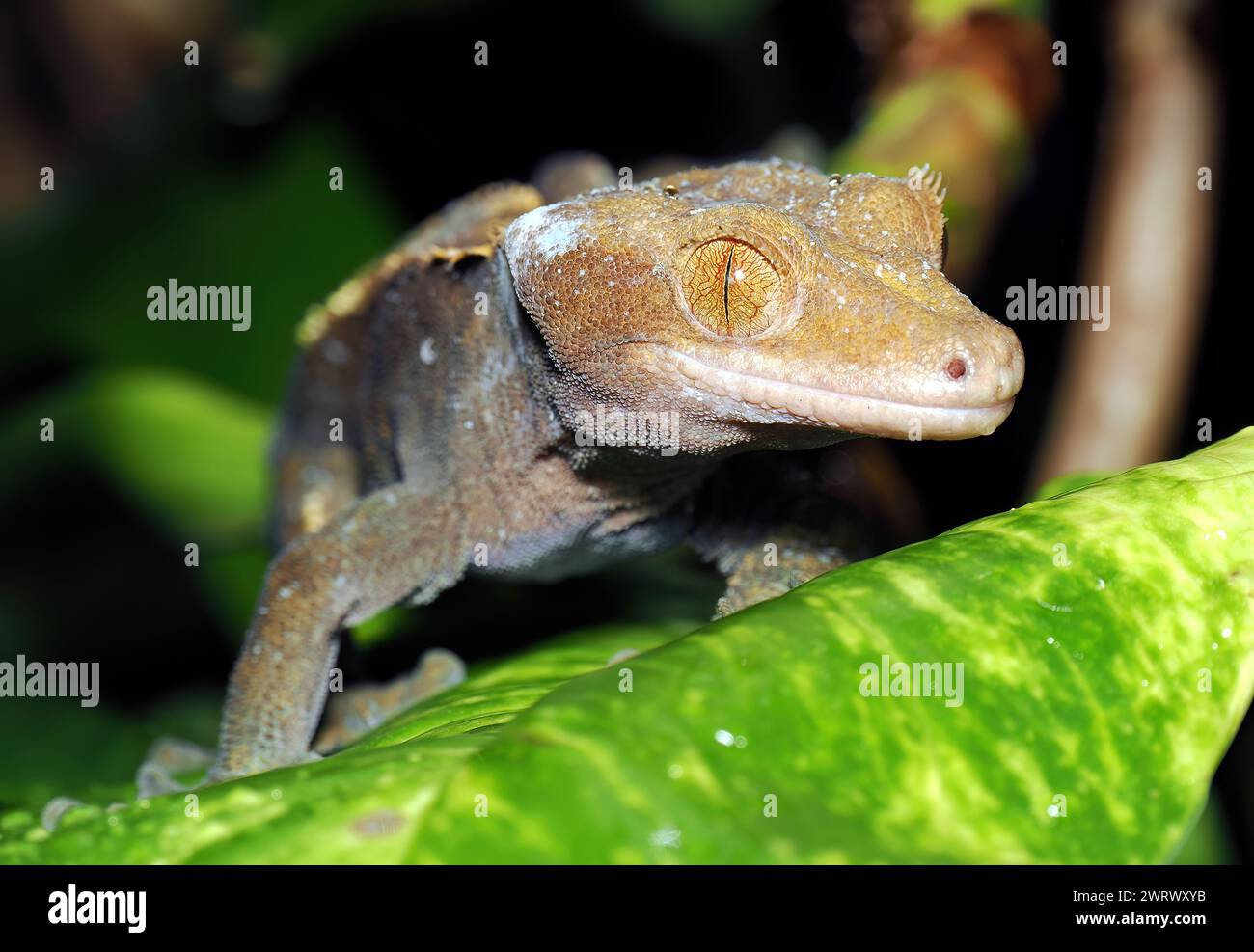 Geco crestato, geco ciglia, Kronengecko, Gecko à crête, Correlophus ciliatus, vitorlásgekkó Foto Stock