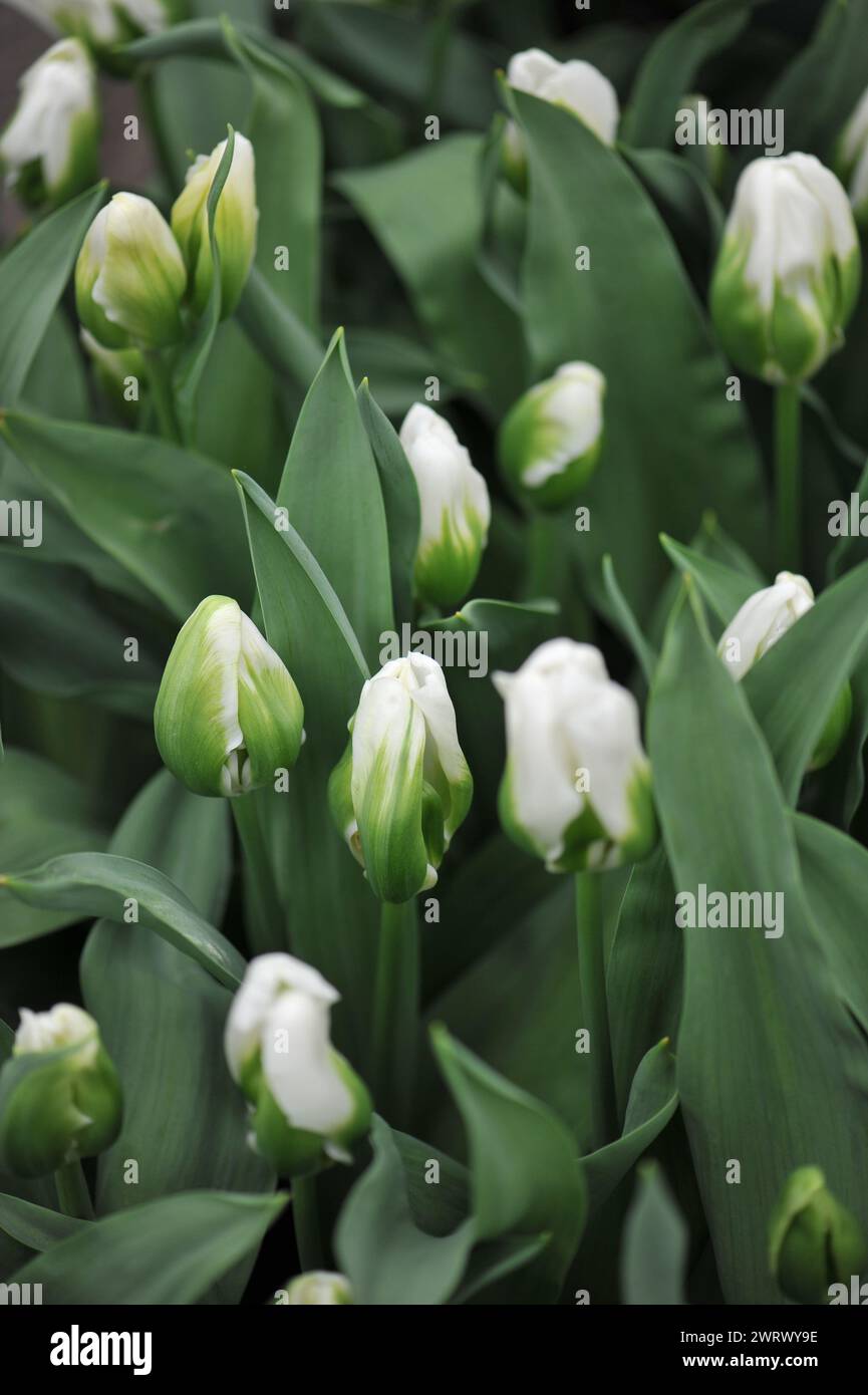 I tulipani bianchi e verdi di Viridiflora (Tulipa) il giorno verde fiorisce in un giardino ad aprile Foto Stock
