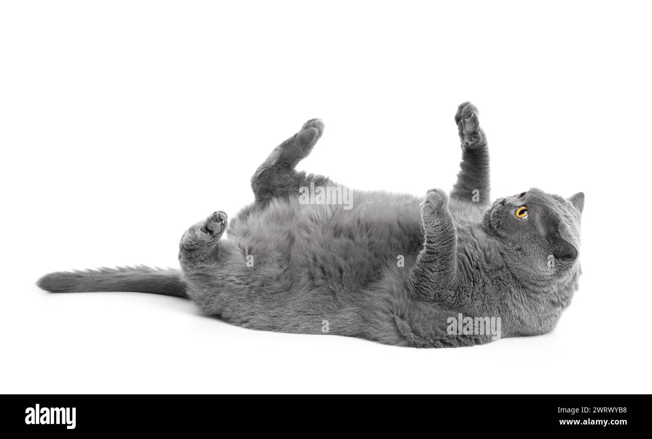 Un gatto britannico grasso giace sulla schiena con le zampe sollevate su sfondo bianco. Gatto scozzese in sovrappeso in posa divertente, obesità animale domestico. Foto Stock