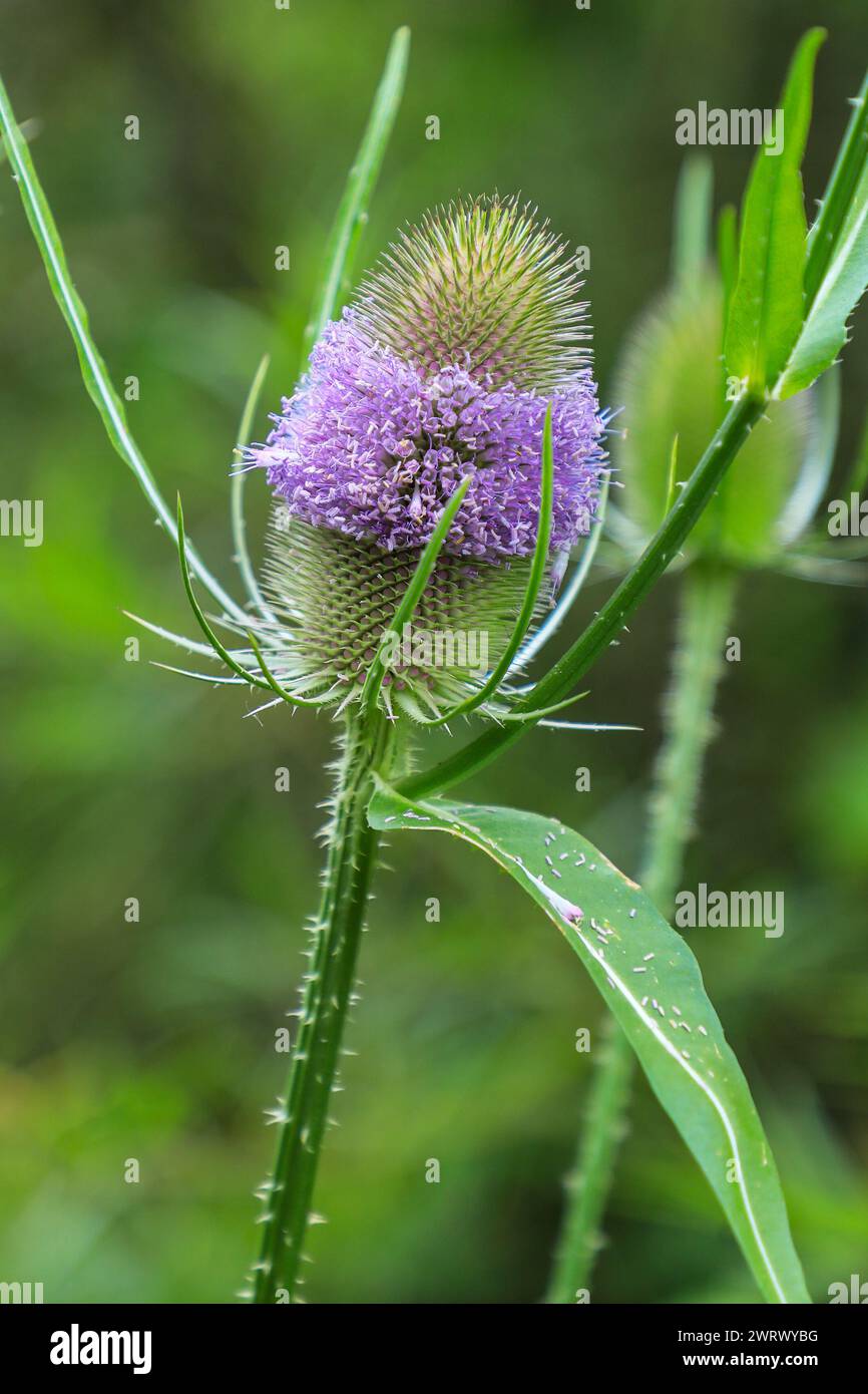 Testa di fiore di Teasel (Dipsacus fullonum), Inghilterra, Regno Unito Foto Stock