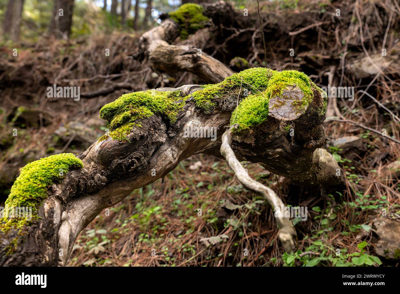 Ramo d'albero e cono di pino ricoperto di muschio in una foresta umida Foto Stock
