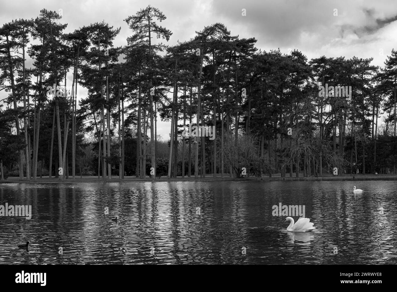 Paesaggio naturale bianco e nero con cigno. Lago bianco e nero con cigno Foto Stock