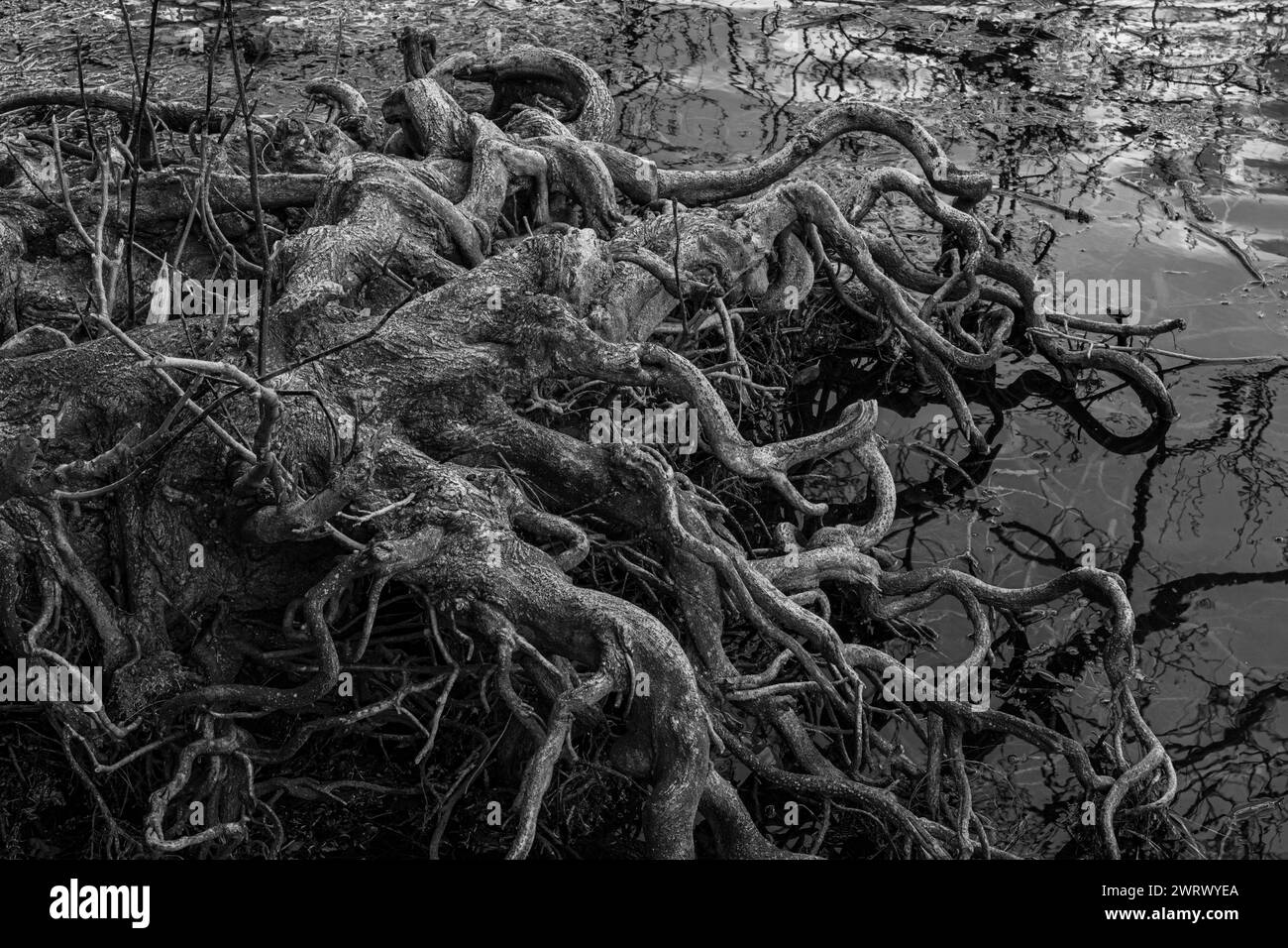 Acqua bianca e nera con rami e radici. Rami e radici che affondano nell'acqua. Foto Stock