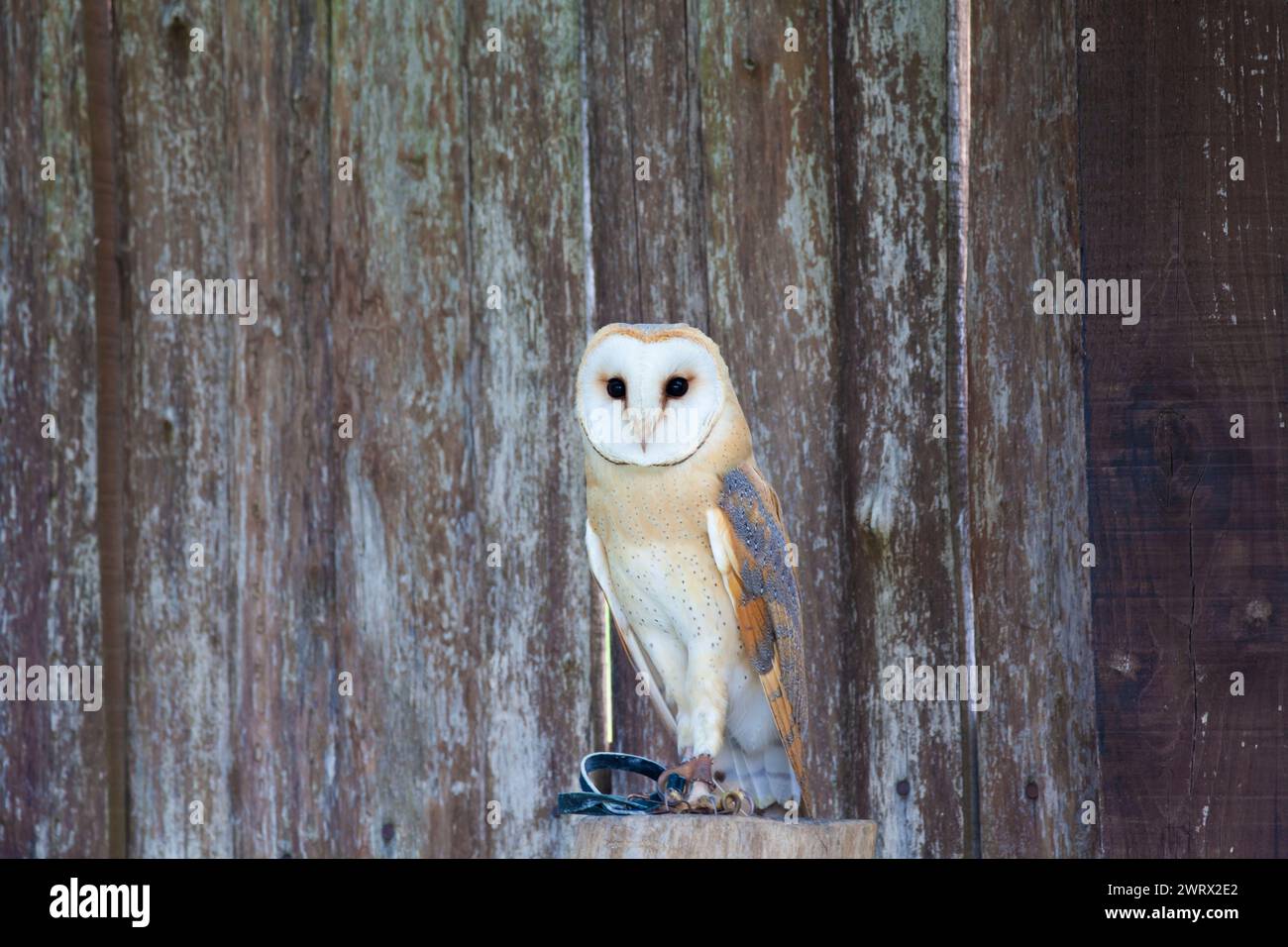 Fienile con sguardo intenso, volto bianco e piume macchiate, posizionato all'interno di tavole di legno intemperie Foto Stock