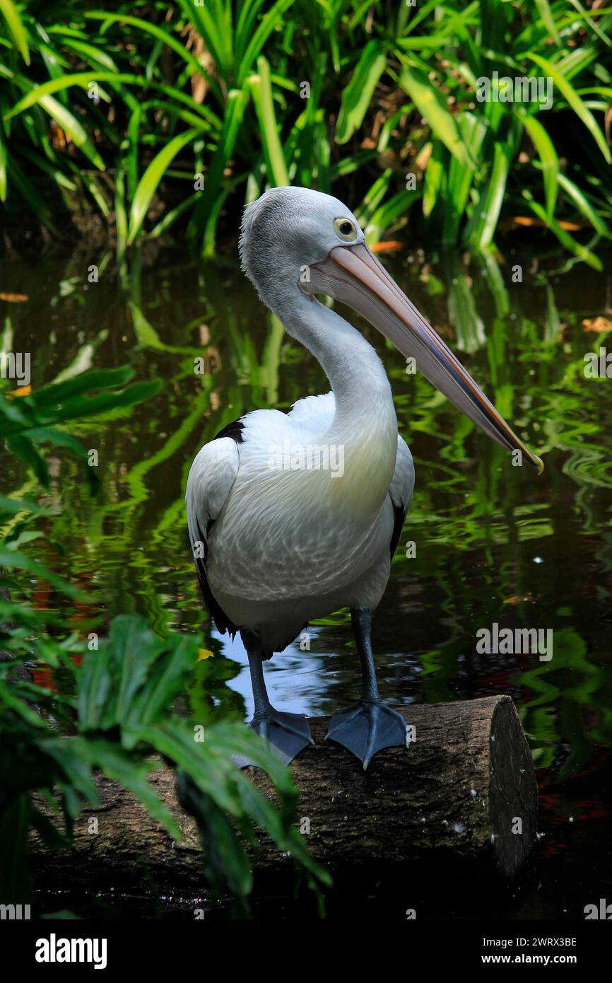 Pellicano australiano (Pelecanus conspicillatus) sul bordo dell'acqua. In natura i pellicani mangiano pesce, in media 1 capo di pellicani mangia 6 kg ogni giorno. Foto Stock