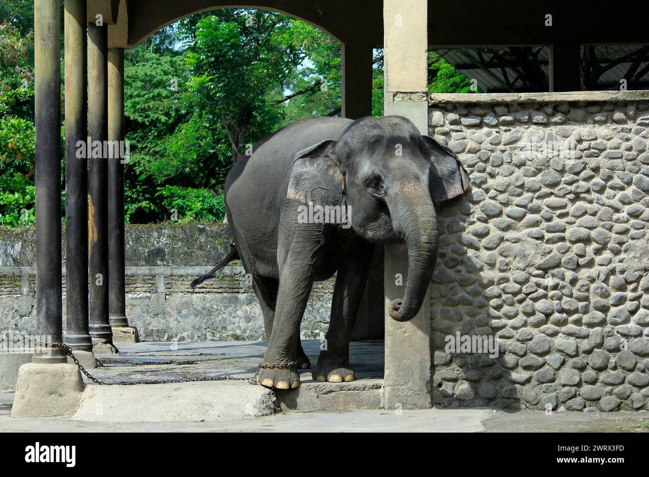 L'elefante di Sumatra (Elephas Maximus sumatrensis), una sottospecie di elefante asiatico, è relativamente più piccolo, ha i piedi incatenati ed è in cattive condizioni. Foto Stock