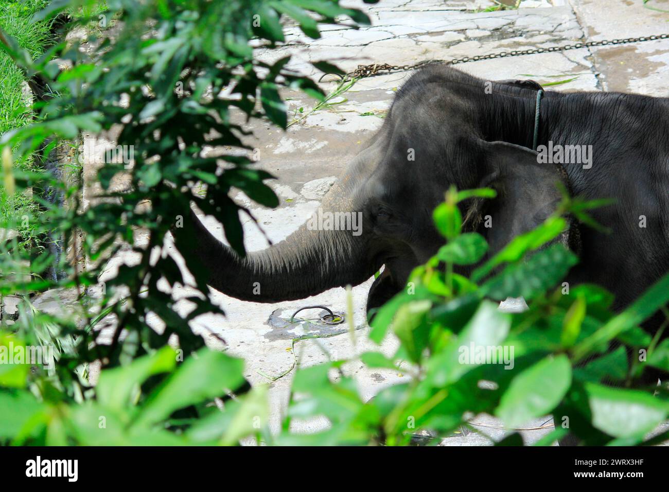 Presenta la testa di un elefante di Sumatra (Elephas Maximus sumatrensis) dal lato, dietro foglie verdi. Foto Stock