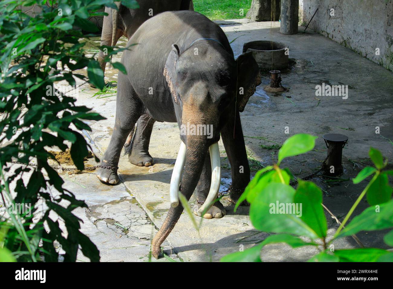 L'elefante di Sumatra (Elephas Maximus sumatrensis), una sottospecie di elefante asiatico, è relativamente più piccolo, ha i piedi incatenati ed è in cattive condizioni. Foto Stock