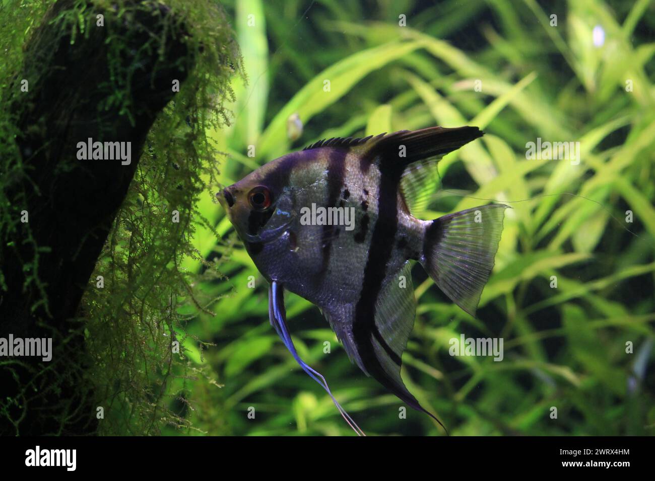 Pesci angelo (Pterophyllum scalare) in acquario. Specie di pesci d'acqua dolce si trovano comunemente in cattività. Foto Stock