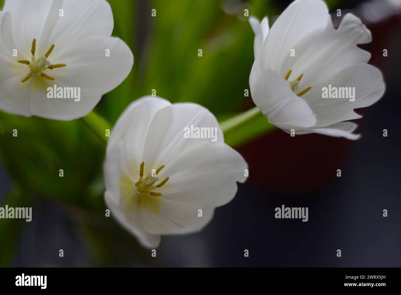 tre splendidi tulipani bianchi con sfondo sfocato Foto Stock
