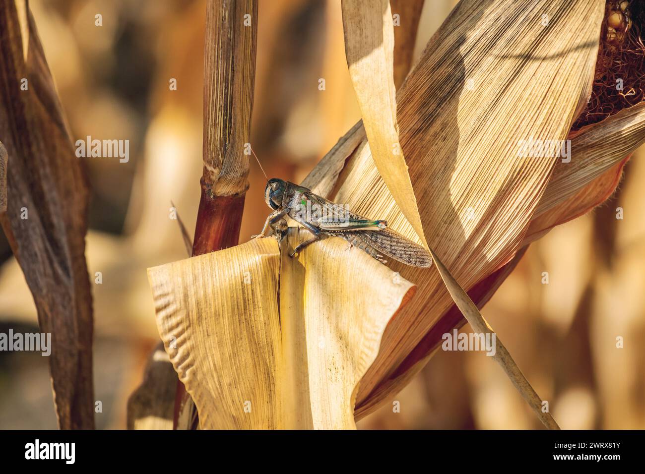 La grande locusta per campioni grigia-verde si appoggia su un pezzo di mais secco nel campo. Invasione di insetti, controllo dei parassiti in agricoltura. Foto Stock