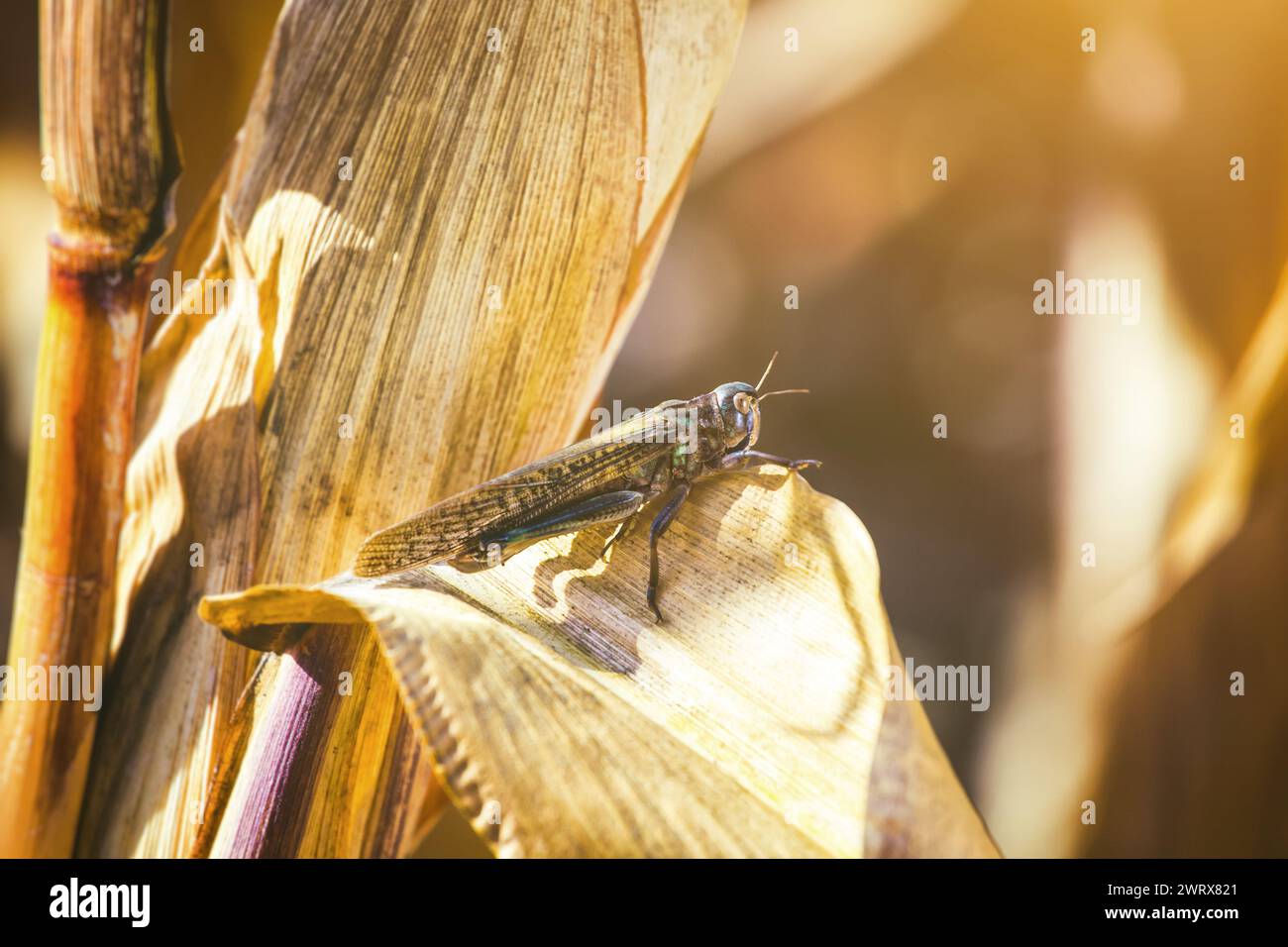 La grande locusta per campioni grigia-verde si appoggia su un pezzo di mais secco nel campo. Invasione di insetti, controllo dei parassiti in agricoltura. Foto Stock