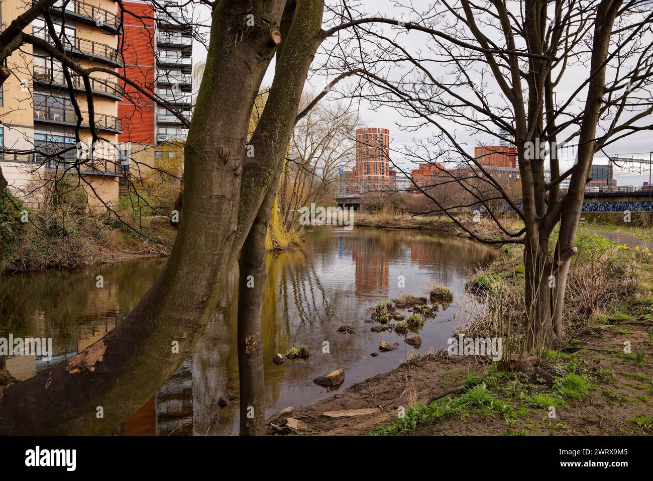 Gli alberi fiancheggiano un fiume urbano con appartamenti in primavera sul fiume Aire, Leeds, Yorkshire. Foto Stock