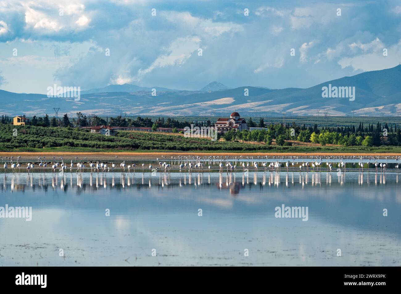 Vista di una zona umida piena di fenicotteri ad Agios Mamas in Calcidica, Grecia in estate Foto Stock