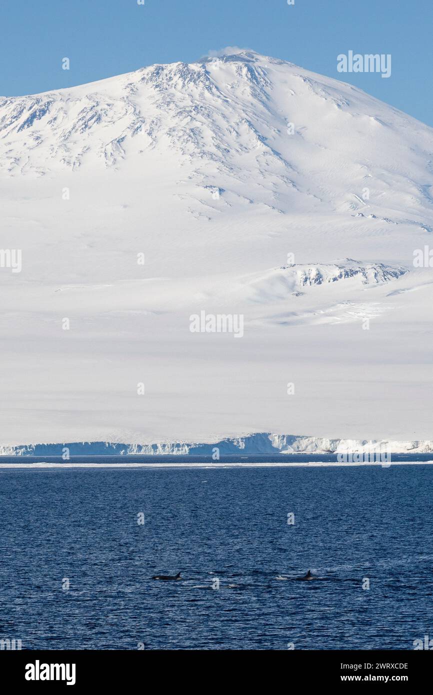 Antartide, Mare di Ross, Isola di Ross, 77° 40 02 S 166° 00 77E.. Ross Sea killer Whales, tipo C, con il Monte Erebus in lontananza. Foto Stock