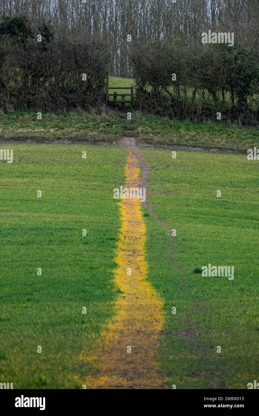 Un sentiero pubblico che attraversa un campo di agricoltori diventa giallo, disseminato di erbacce per impedire la crescita di colture nel Worcestershire, in Inghilterra Foto Stock