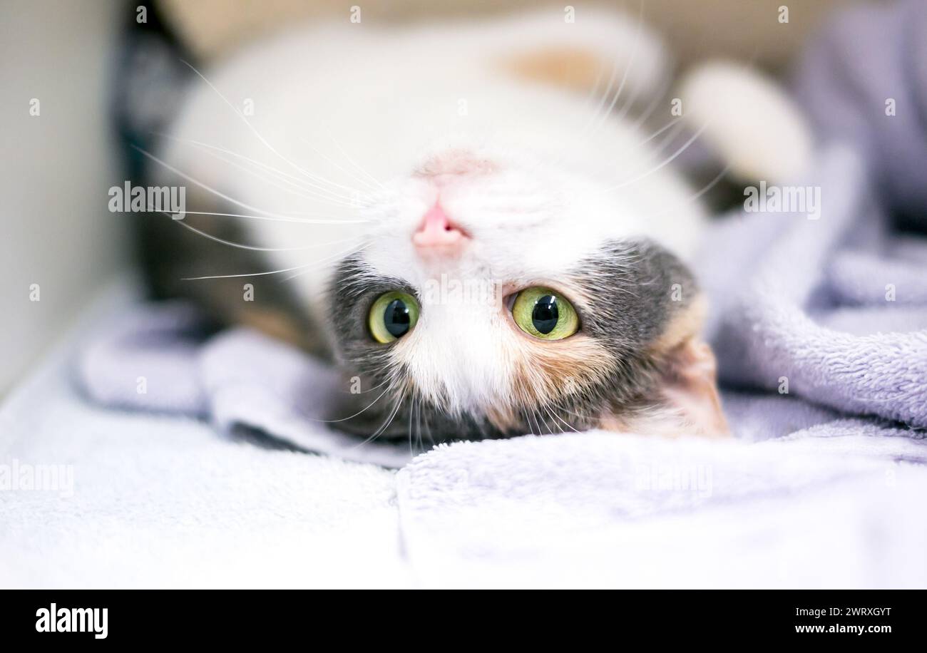 Un gatto calico diluito che si stende capovolto sulla schiena su una coperta e guarda la telecamera Foto Stock
