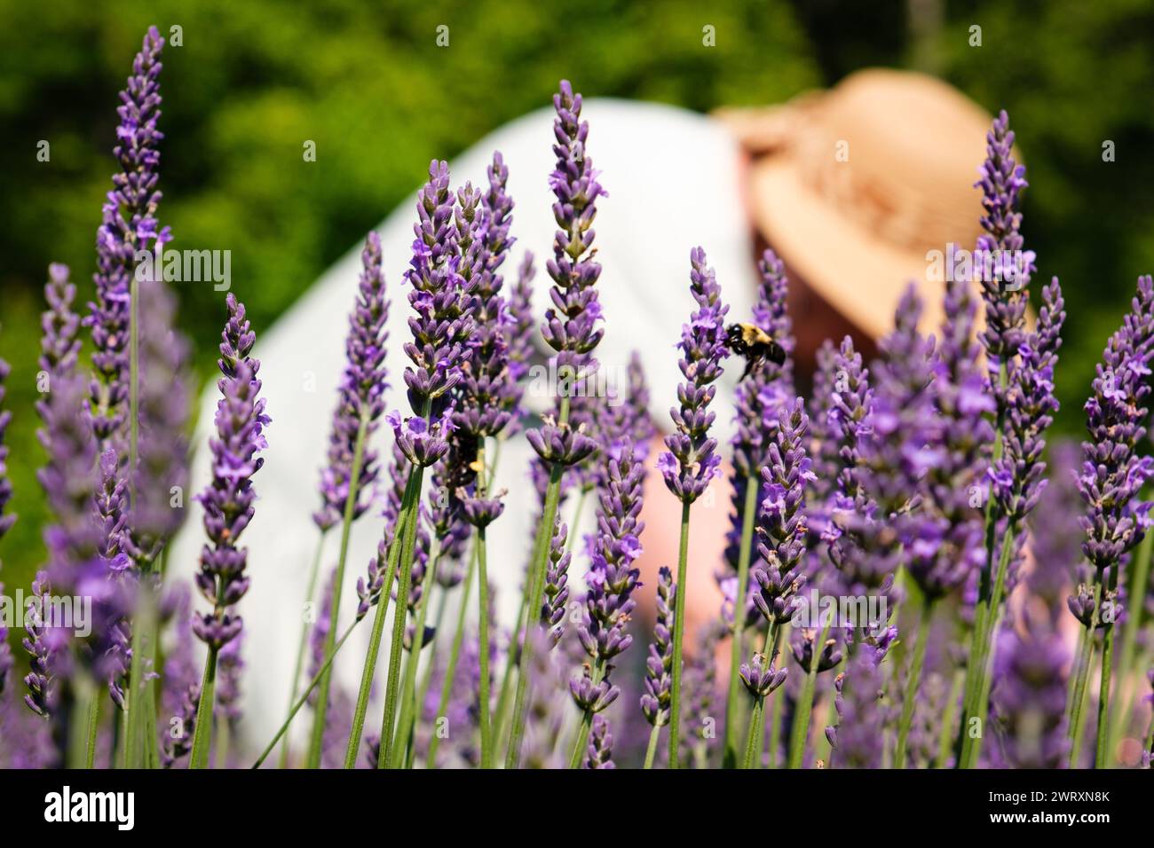 Campo di fiori di lavanda con donna sullo sfondo Foto Stock