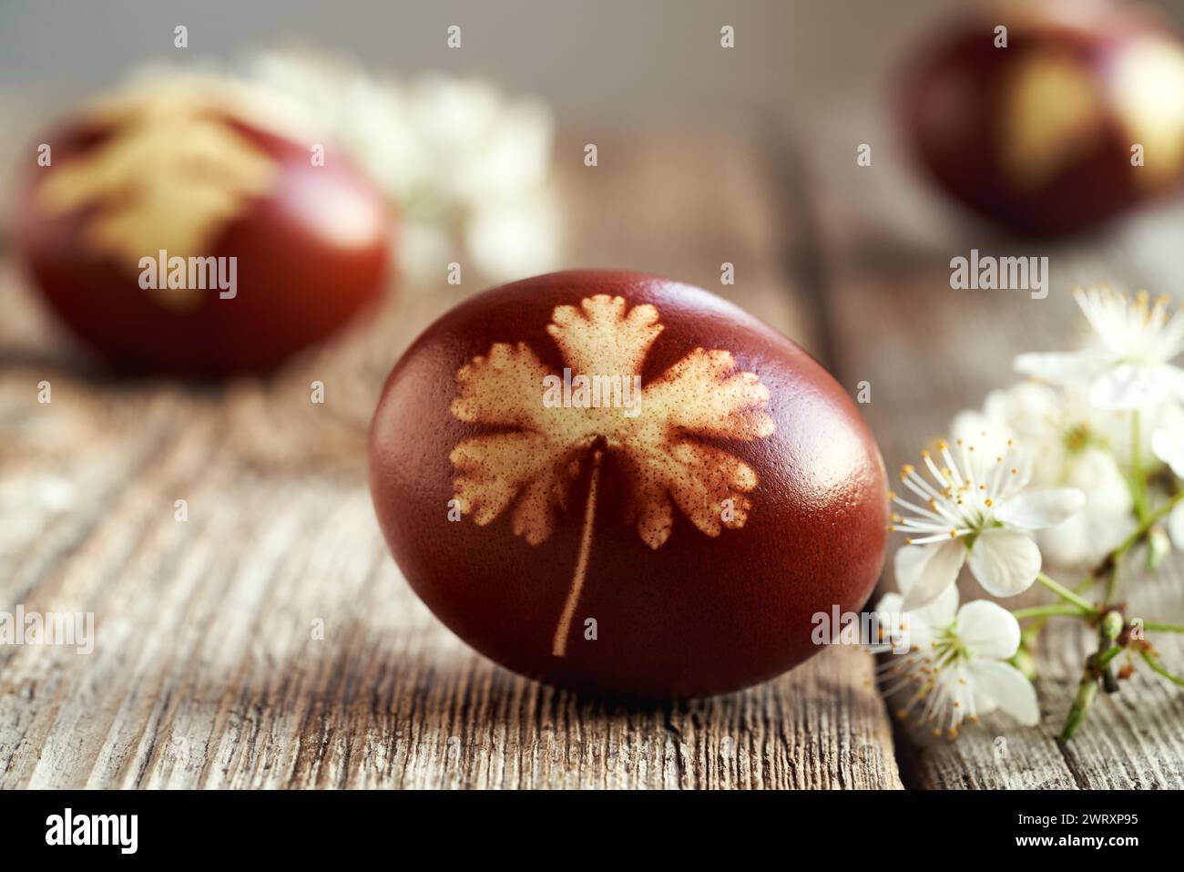 Uovo di Pasqua marrone tinto con bucce di cipolla con fiori di ciliegio bianco su un tavolo Foto Stock