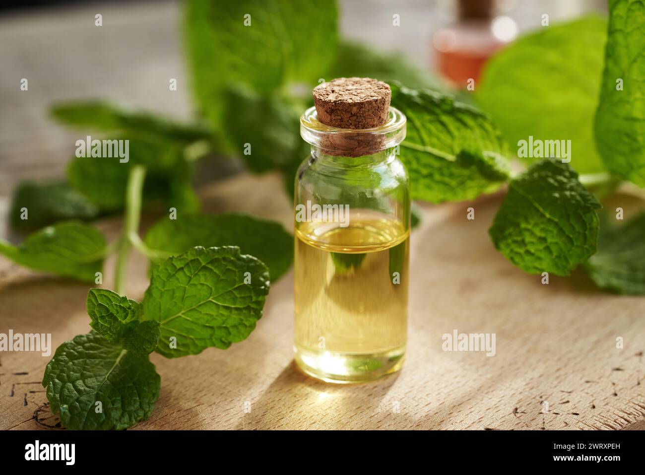 Una bottiglia trasparente di olio essenziale per aromaterapia con foglie di menta piperita fresca Foto Stock