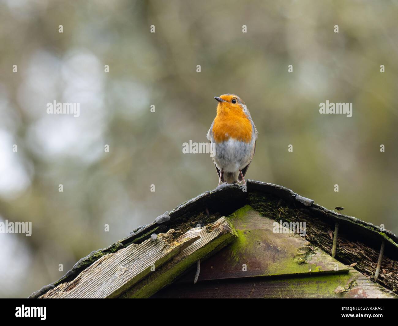 Un robin europeo, erithacus rubecula, noto anche semplicemente come robin o robin redbreast. Foto Stock