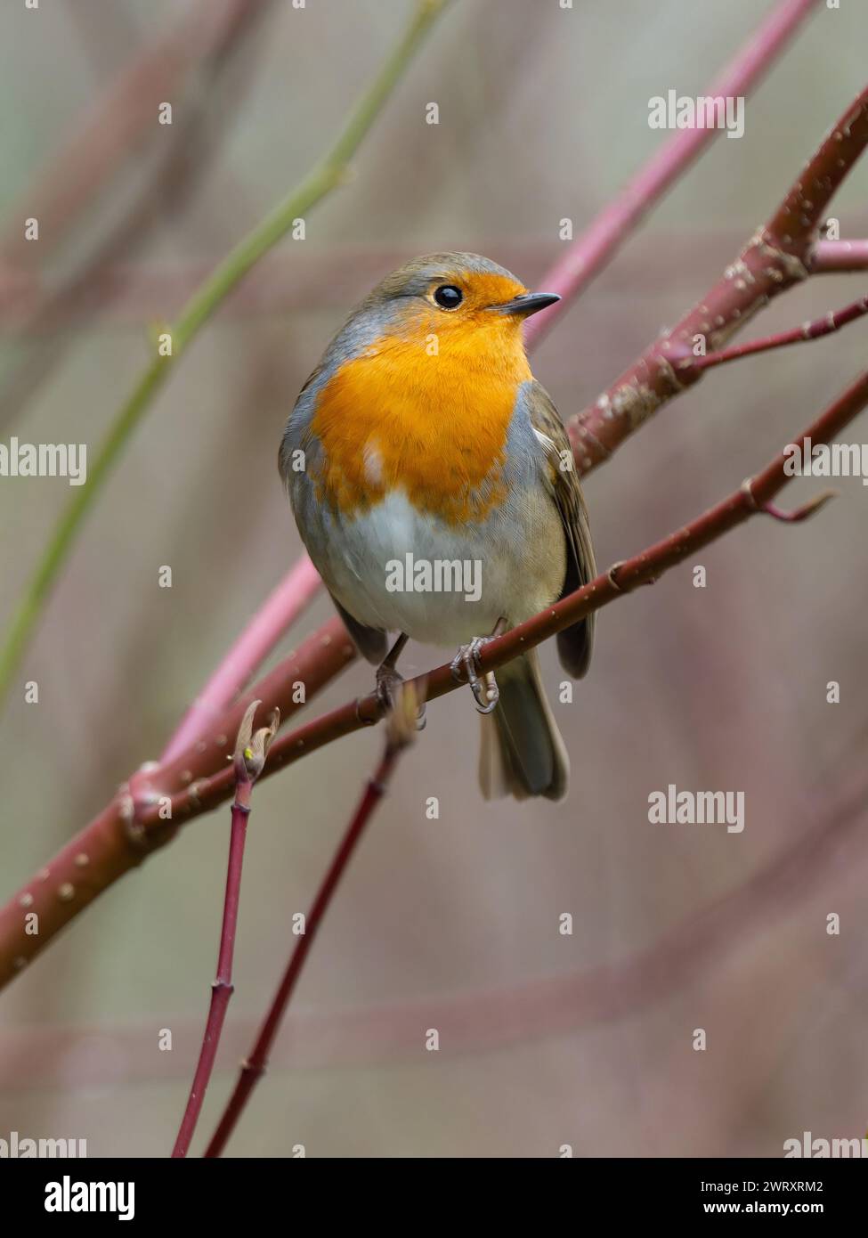 Un robin europeo, erithacus rubecula, noto anche semplicemente come robin o robin redbreast. Foto Stock