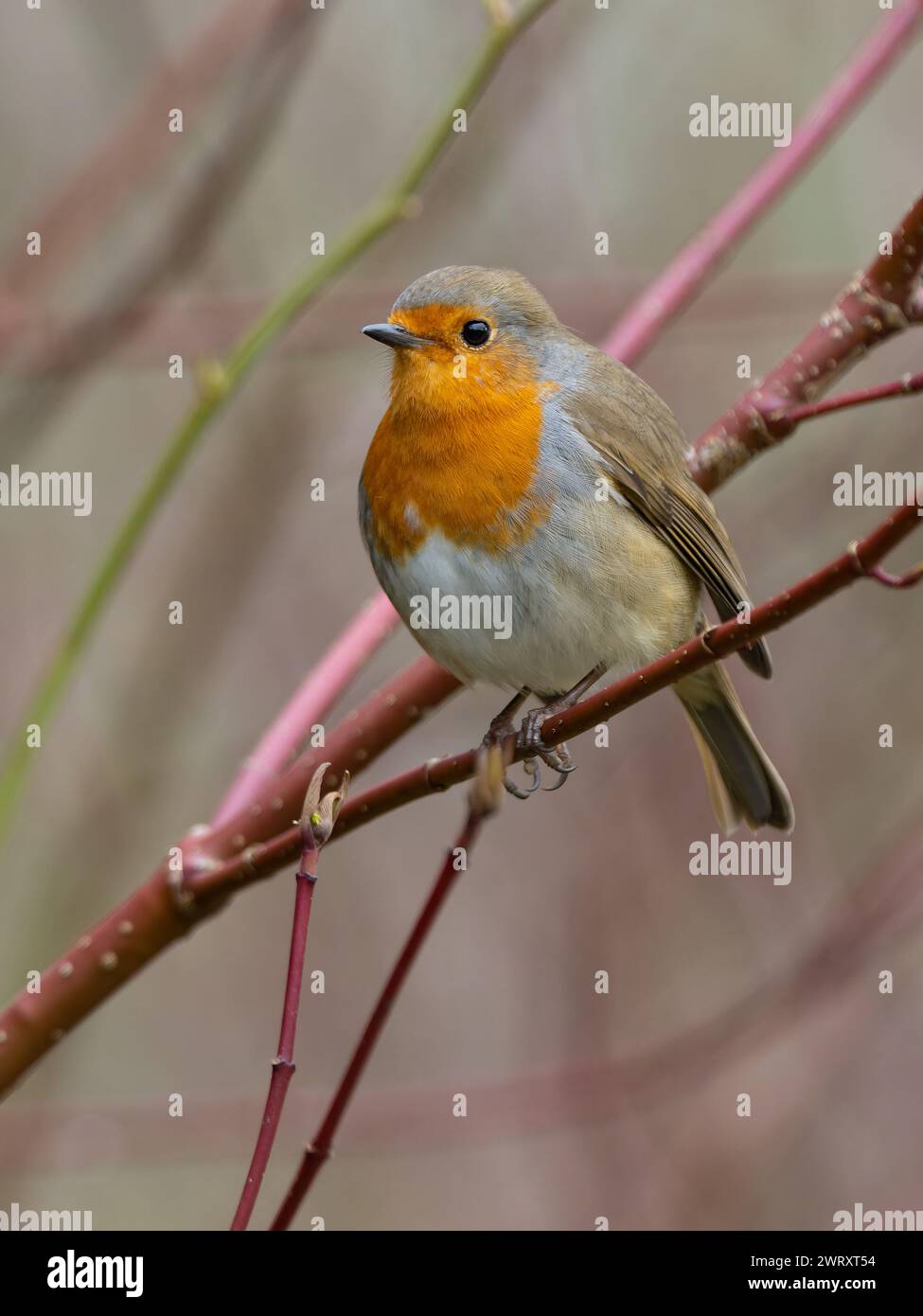 Un robin europeo, erithacus rubecula, noto anche semplicemente come robin o robin redbreast. Foto Stock