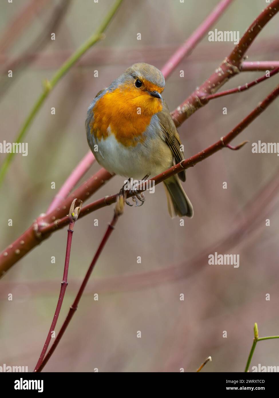 Un robin europeo, erithacus rubecula, noto anche semplicemente come robin o robin redbreast. Foto Stock