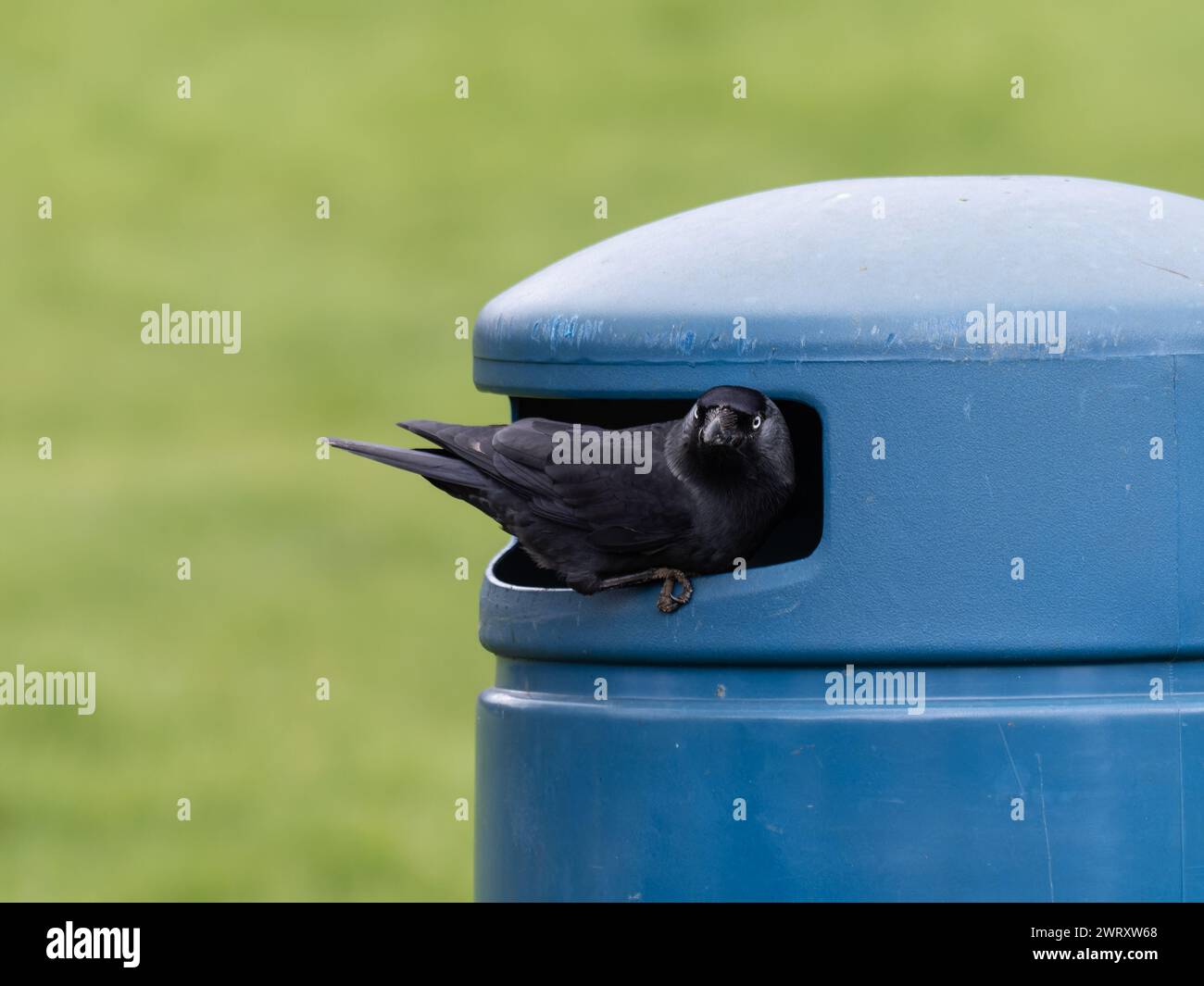 Un jackdaw occidentale, Coloeus monedula, noto anche come jackdaw eurasiatico, jackdaw europeo, o semplicemente jackdaw, Foto Stock