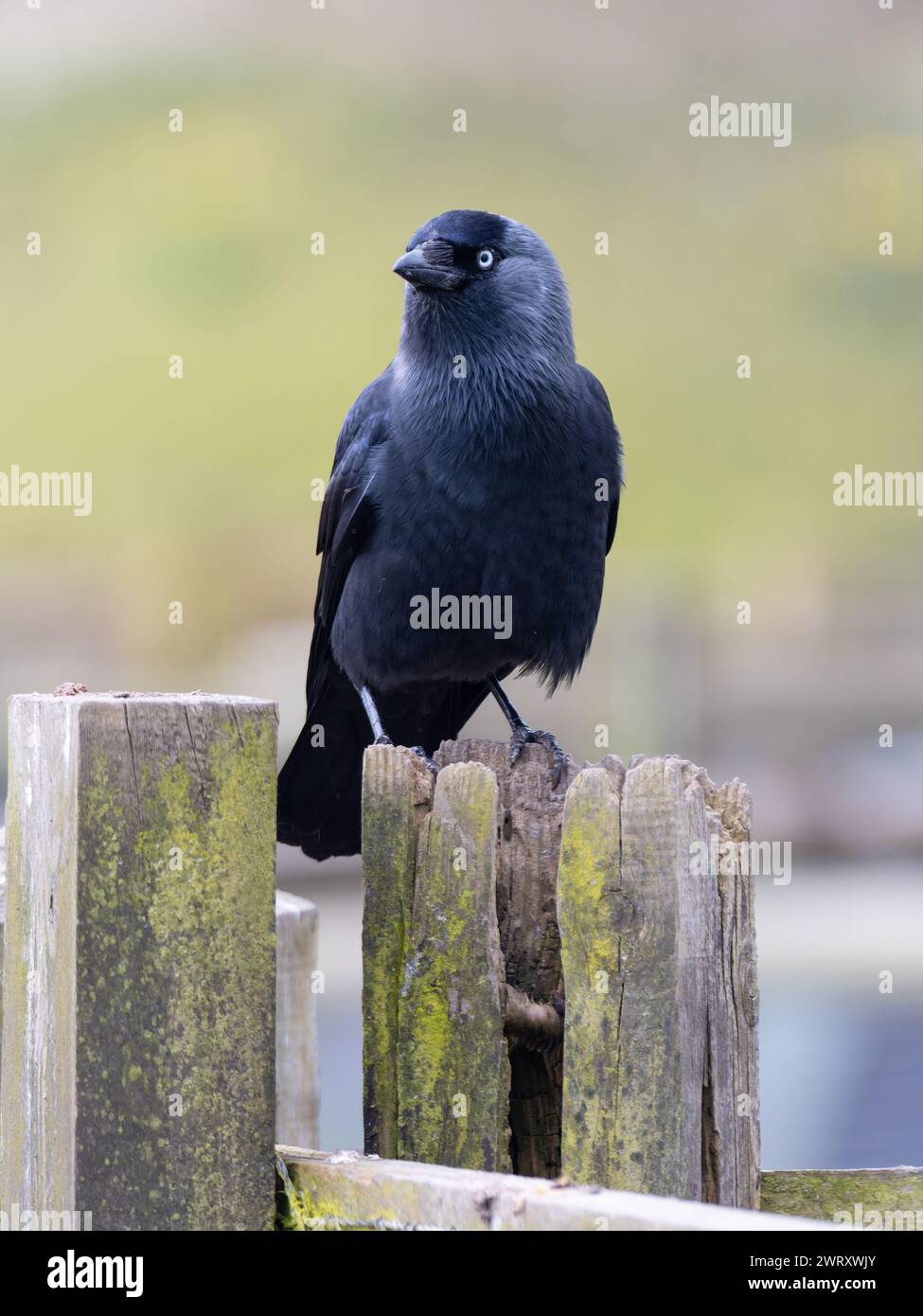 Un jackdaw occidentale, Coloeus monedula, noto anche come jackdaw eurasiatico, jackdaw europeo, o semplicemente jackdaw, Foto Stock