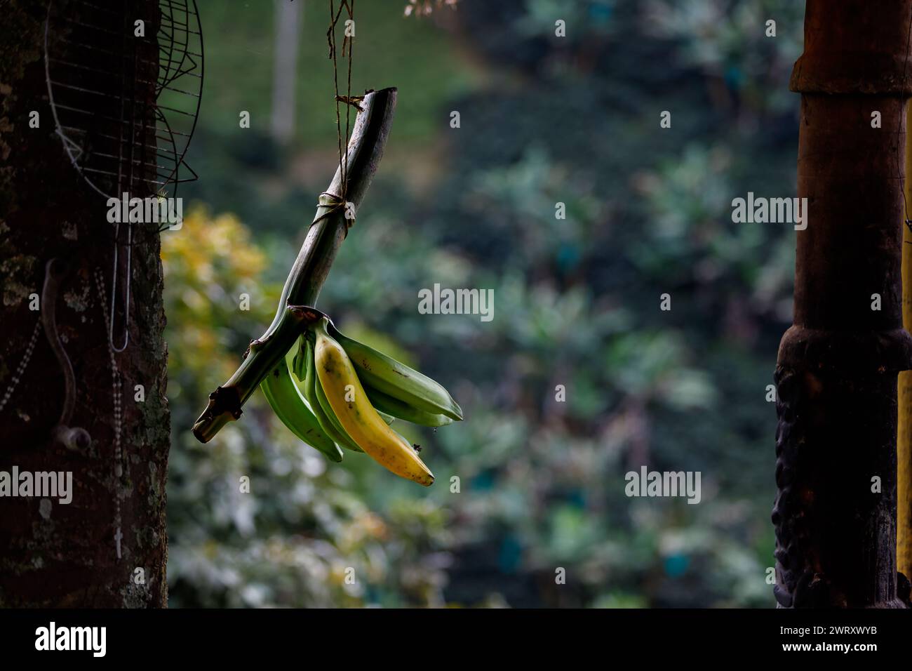 Banane appese a un ramo di una fattoria colombiana Foto Stock