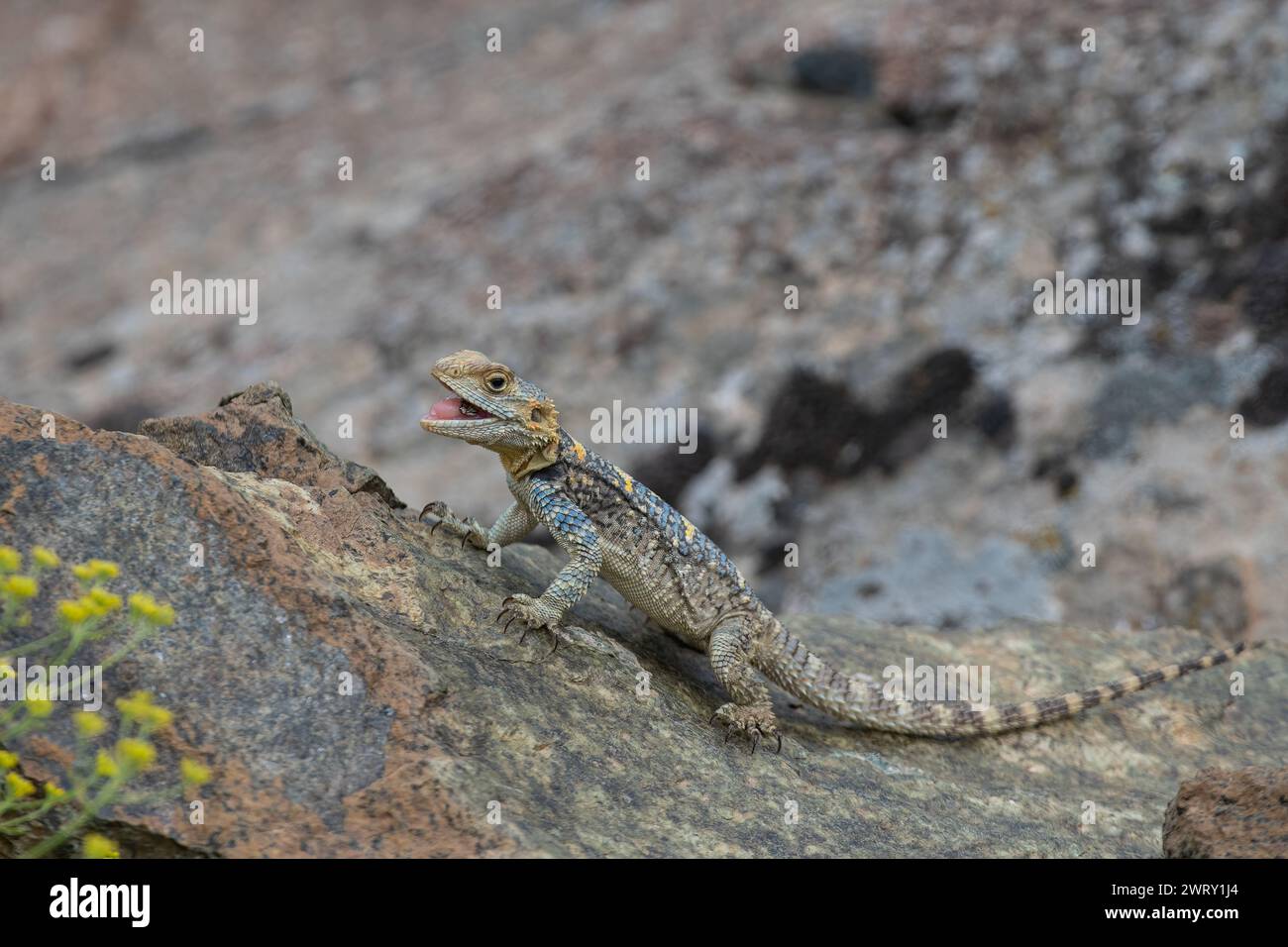 Lucertola hardun grigia (Laudakia stellio) che mangia un insetto catturato su una roccia nel suo habitat naturale. Foto Stock