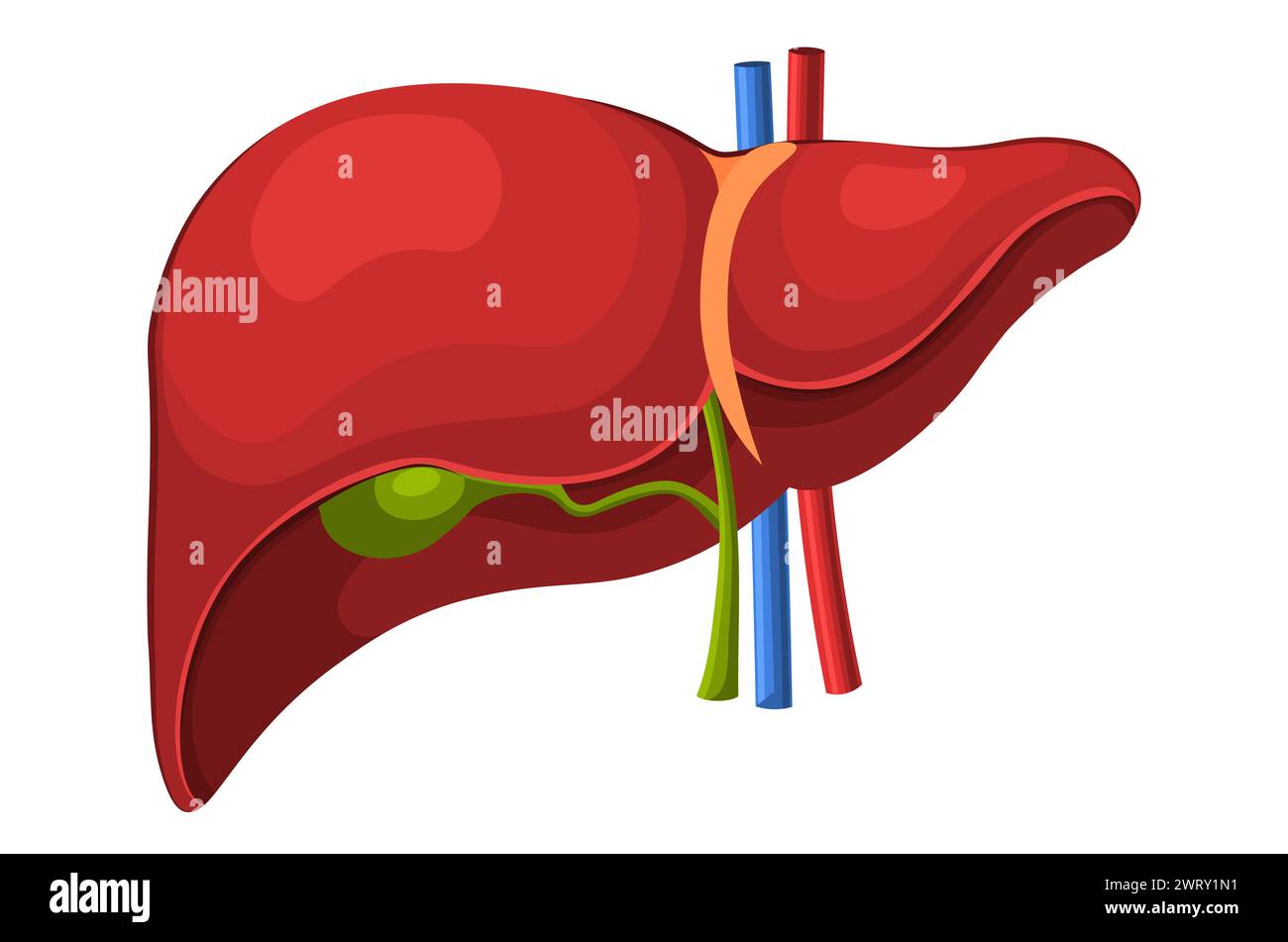 Anatomia epatica umana. Organo interno umano: Cistifellea, aorta, vena portale e dotto epatico. Medicina e assistenza sanitaria. Illustrazione vettoriale piatta Foto Stock