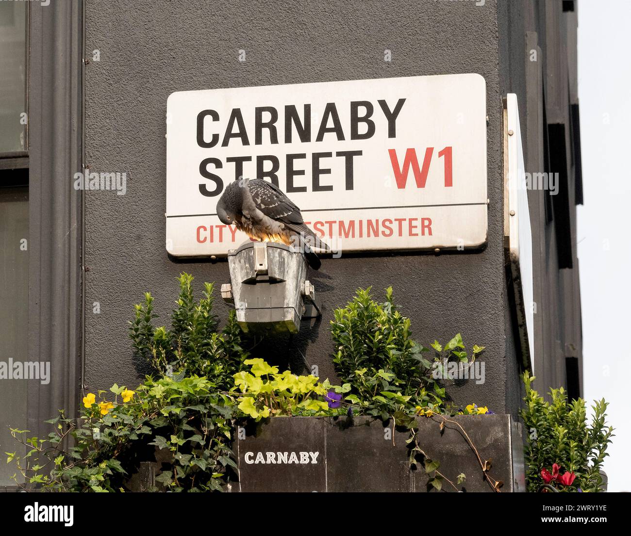 Cartello stradale Carnaby Street, Westminster, Londra, Inghilterra, Regno Unito Foto Stock