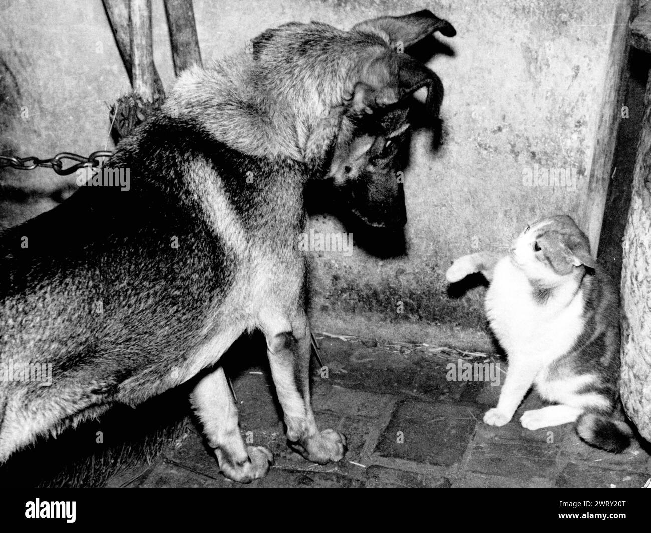 1947: Londra, Regno Unito: Gli animali domestici molto diversi sono una grande famiglia felice. Il gatto e il cane, riunitevi. (Immagine di credito: © Keystone Press Agency/ZUMA Press Wire). SOLO PER USO EDITORIALE! Non per USO commerciale! Foto Stock
