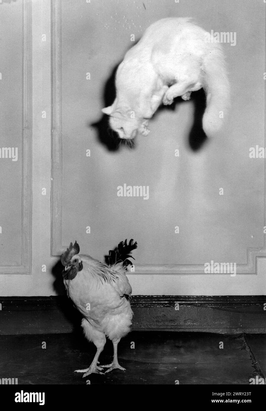 1950: Londra, Inghilterra, Regno Unito: Il gatto bianco salta in aria sopra l'ignaro pollo. (Immagine di credito: © Keystone Press Agency/ZUMA Press Wire). SOLO PER USO EDITORIALE! Non per USO commerciale! Foto Stock