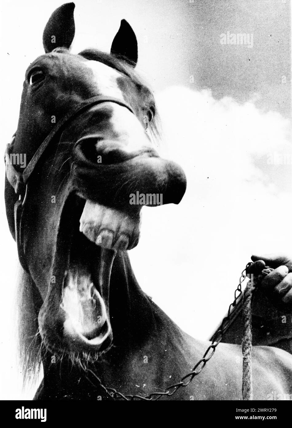 18 luglio 1961: Copenaghen, Danimarca: E chi ha il cavallo ridere ora? Mi chiamo CARL AAGE e sono un trotter, di recente ho partecipato al derby di Copenaghen e ho vinto. Ero così felice di non aver smesso di ridere. Quando ho iniziato a ridere gli spettatori pensavano che fosse divertente e presto stavano tutti ridendo insieme: (Credit Image: © Keystone Press Agency/ZUMA Press Wire). SOLO PER USO EDITORIALE! Non per USO commerciale! Foto Stock