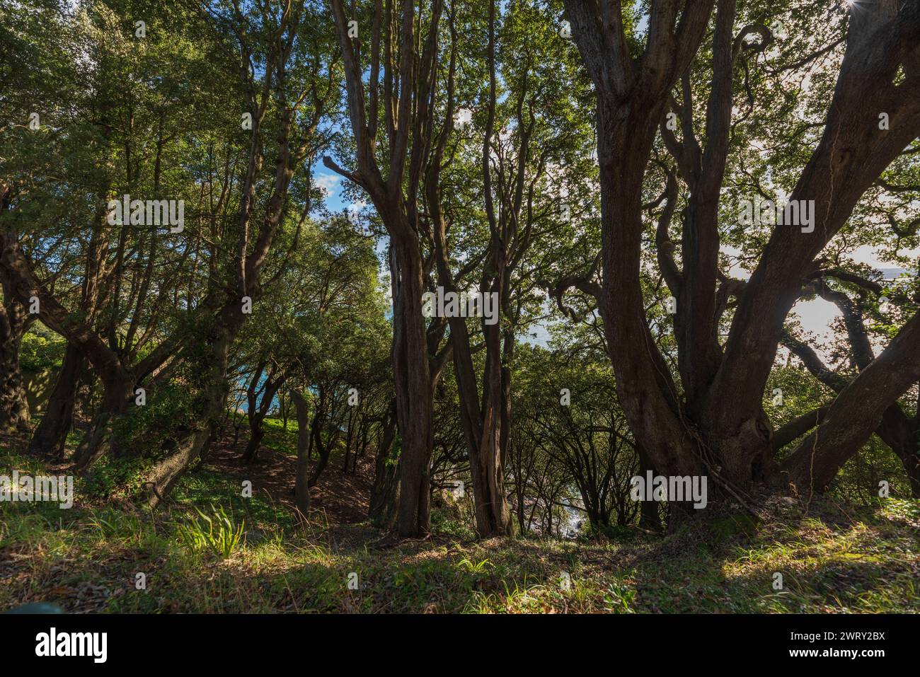 Boschi vicino a Thatcher Point, Torquay, Devon Foto Stock