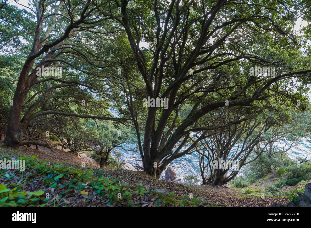 Boschi vicino a Thatcher Point, Torquay, Devon Foto Stock