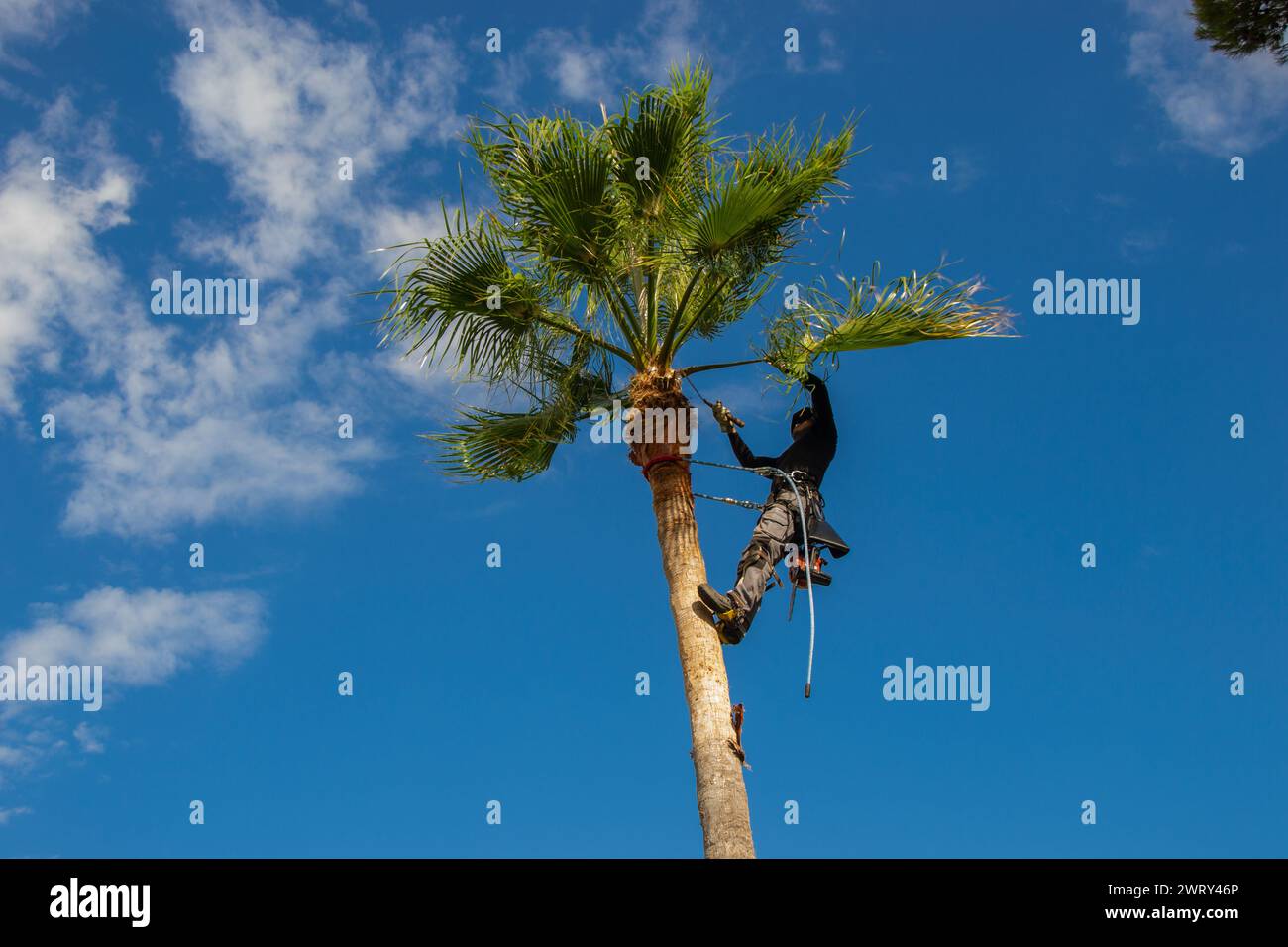 Potatrice per palme pulizia di palme washingtonia con lama e imbracatura di sicurezza. Concetto di pulizia delle palme. Foto Stock