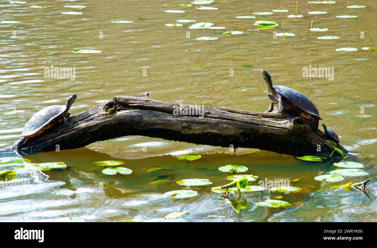 Le tartarughe orientali sono ovunque allo Yates Mill County Park di Raleigh, North Carolina. Foto Stock