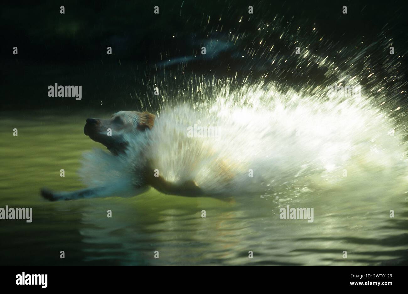 Cane saltando in acqua Foto Stock