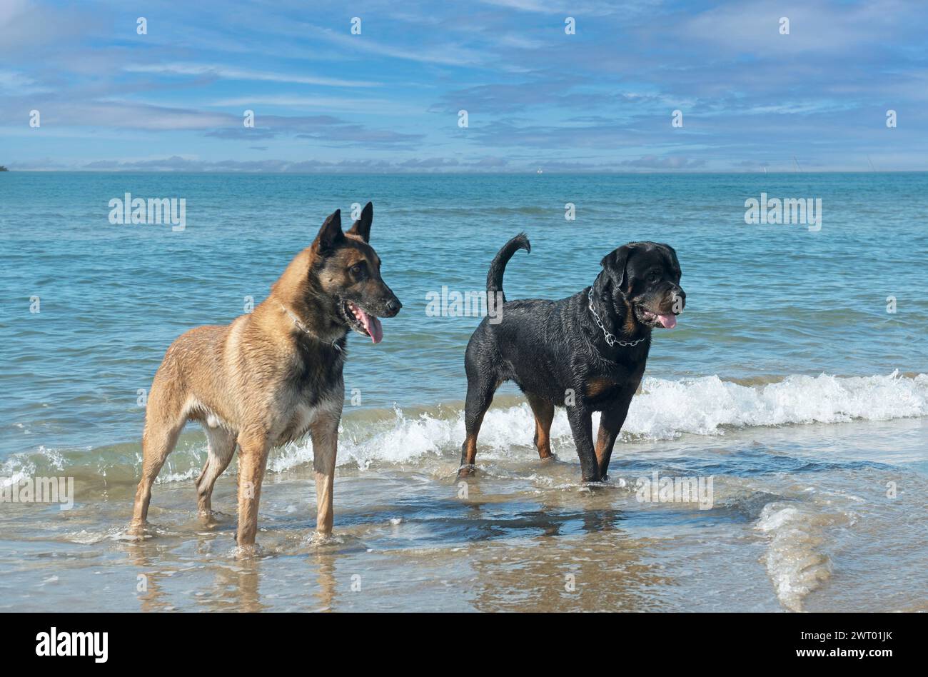 giovane rottweiler e malinois sulla spiaggia Foto Stock