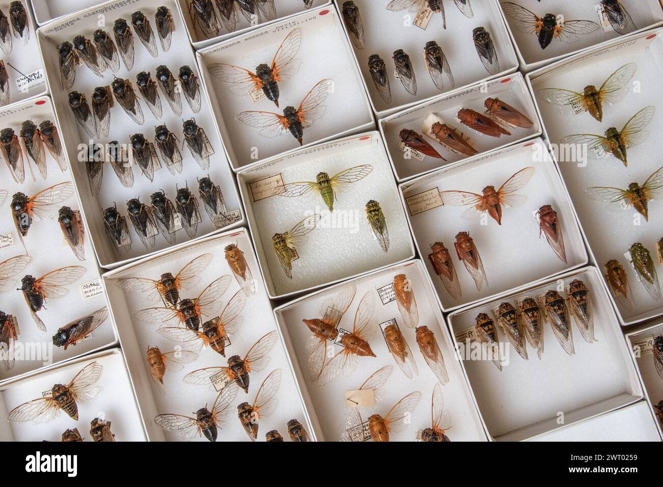 Molte cicale bloccate in un caso museale che mostra la diversità della cicada del Nord America. Sono rappresentate molte specie di insetto. Foto Stock