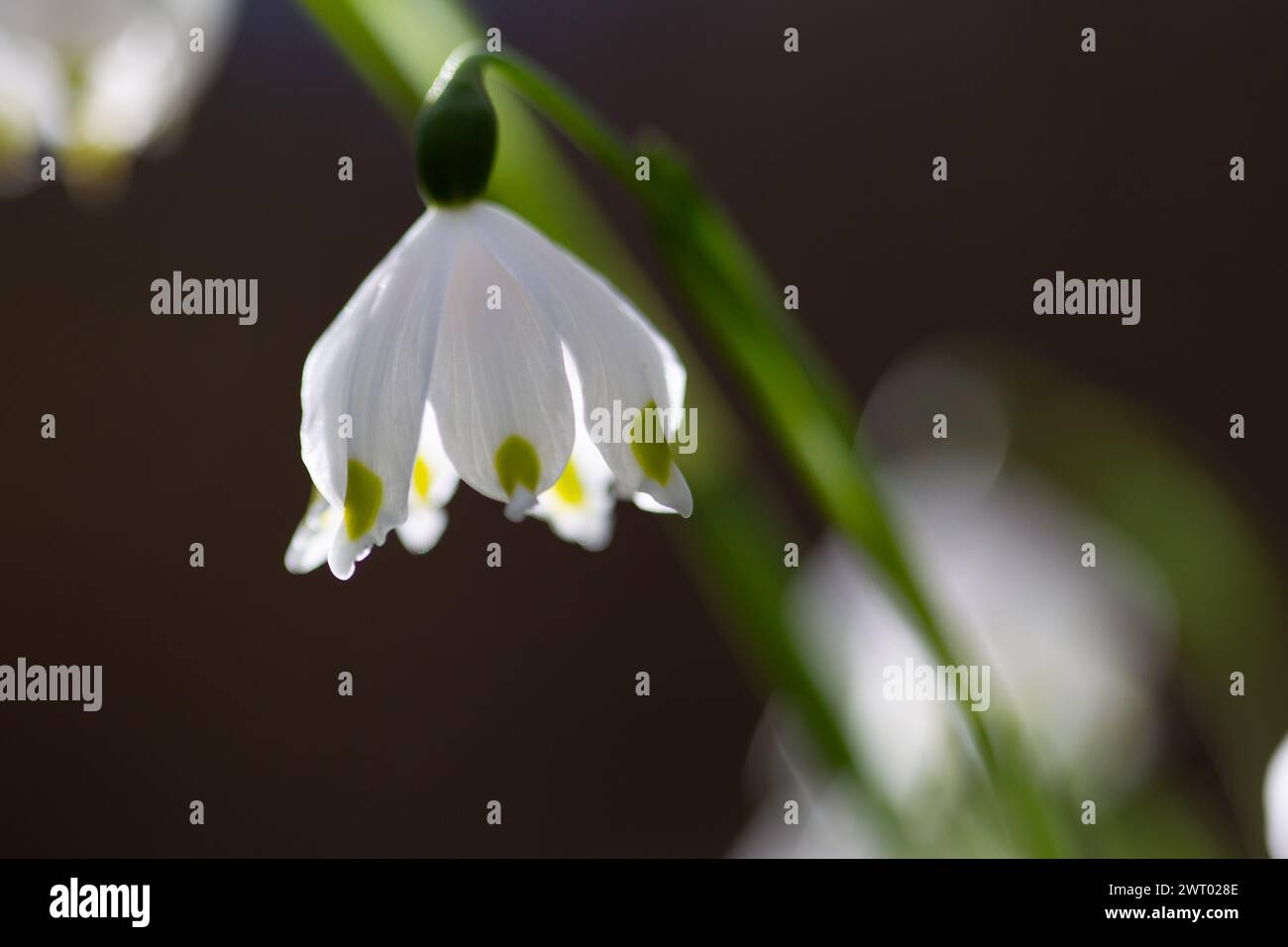 Bellissimi fiori primaverili fiocchi di neve che fioriscono nella foresta, fuoco morbido, Leucojum vernum Foto Stock