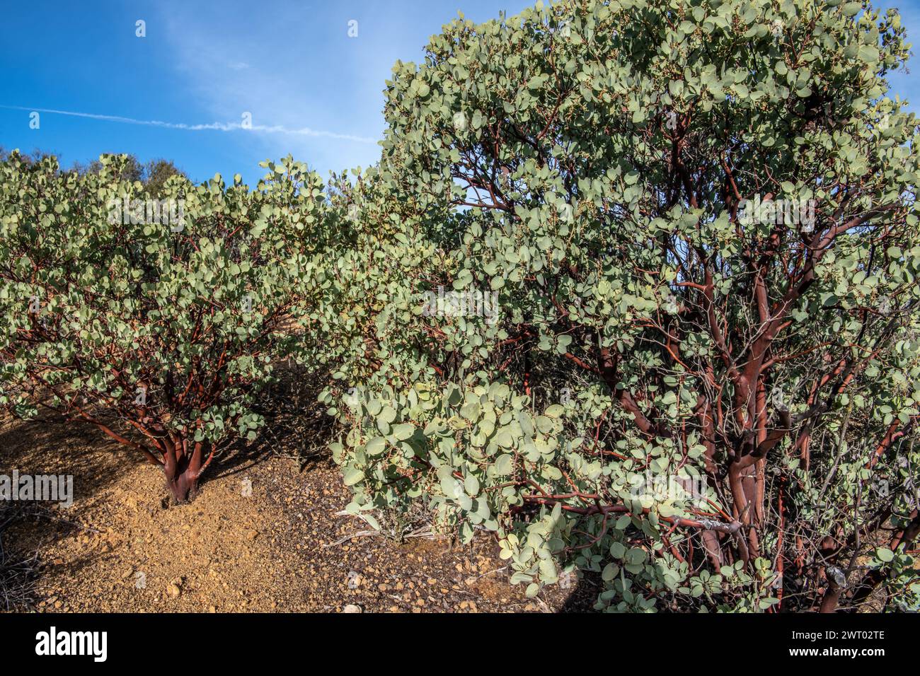 I cespugli di manzanita adattati al cappellarrale secco si trovano in porzioni aride della California. Foto Stock
