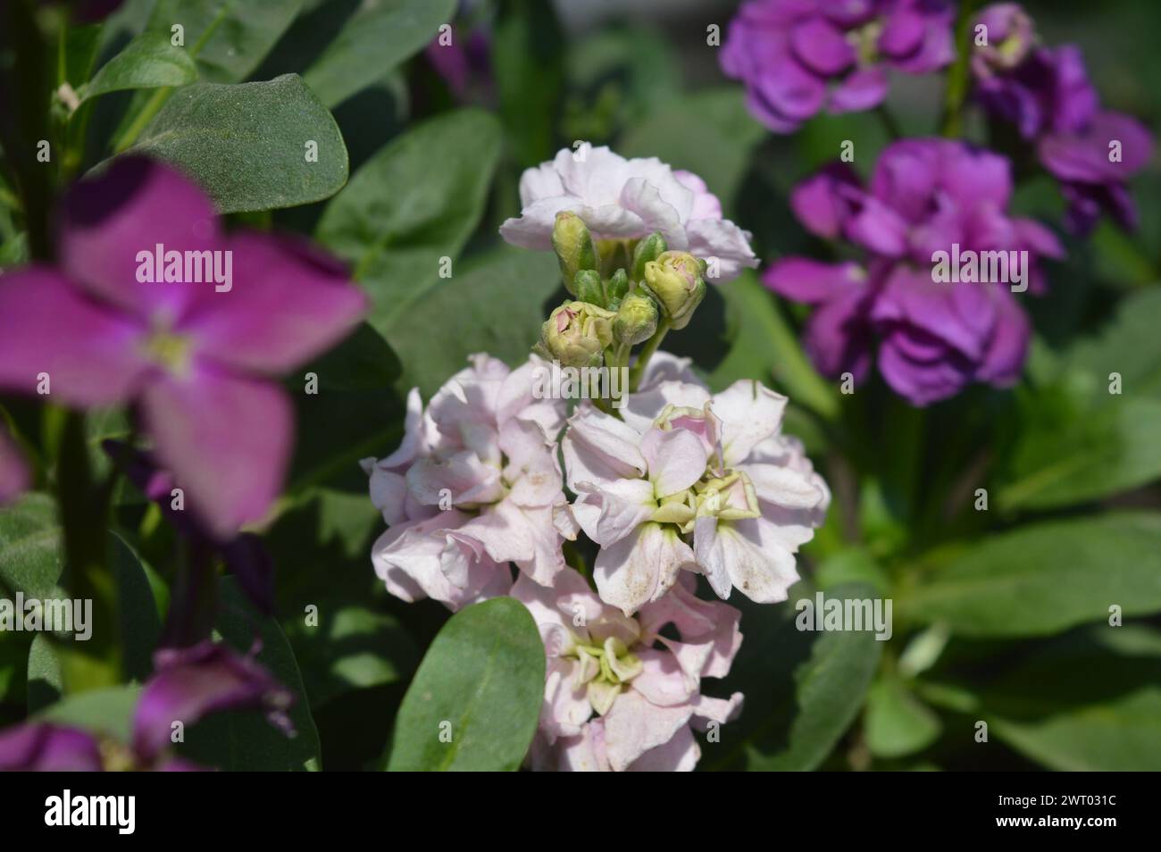 Splendide immagini di sfondo con fiori naturali Foto Stock
