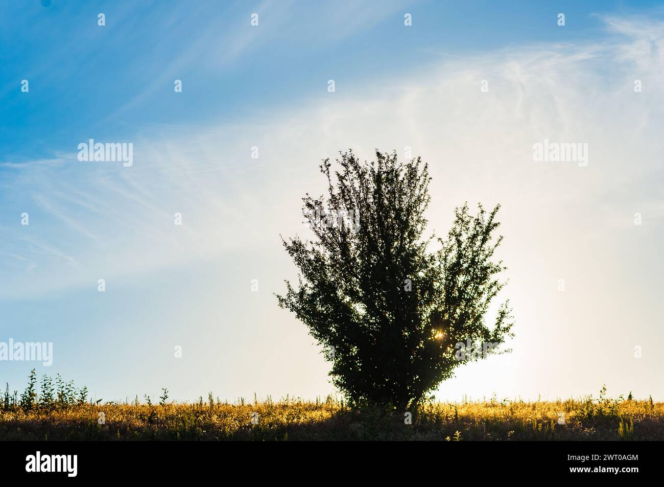 Nell'immagine, un singolo albero si erge alto nel mezzo di un vasto campo durante il tramonto in Svezia. L'albero è circondato da prati aperti, con il caldo Foto Stock